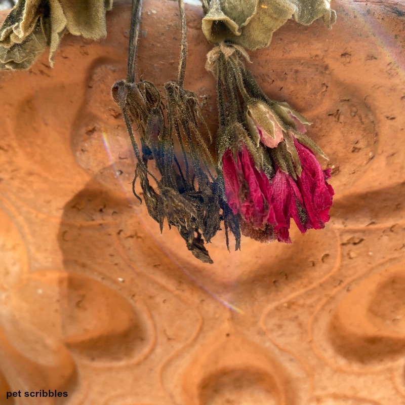 frozen geranium petals