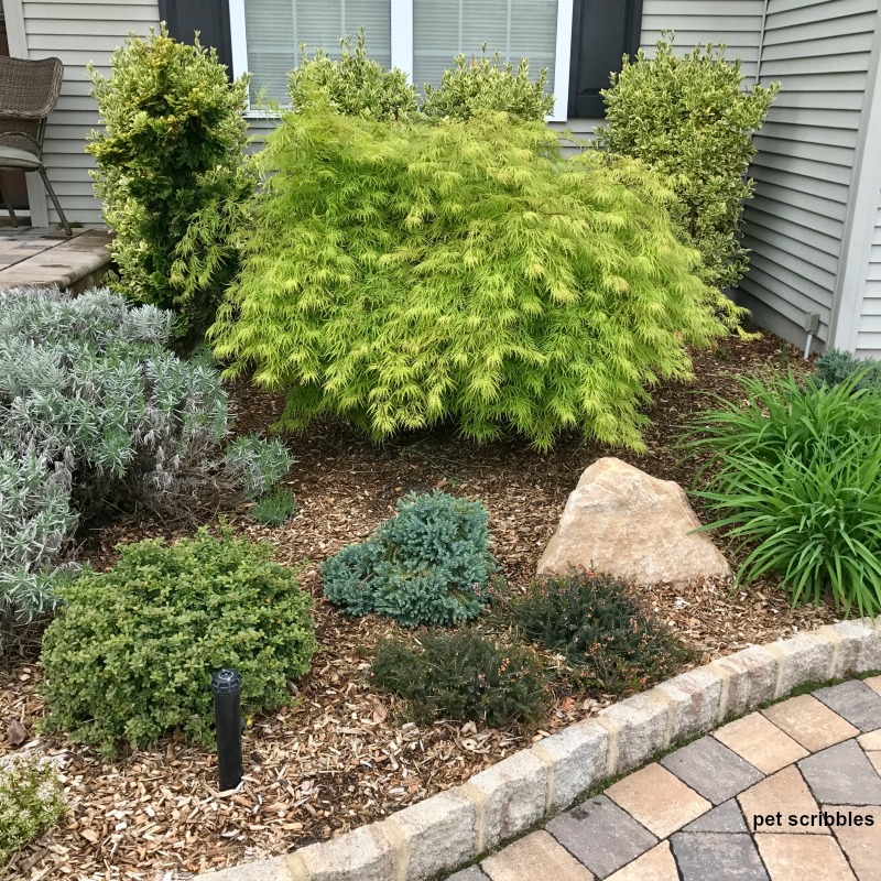 green and blue shrub colors mixed together in the garden