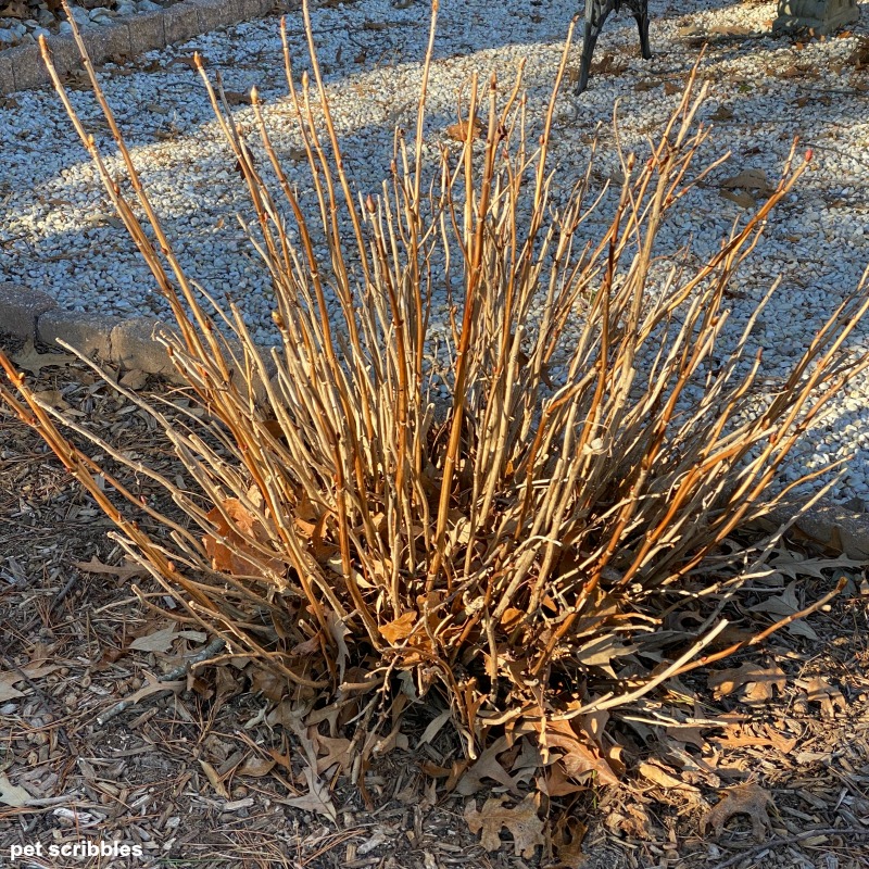 mophead hydrangea twigs in Winter