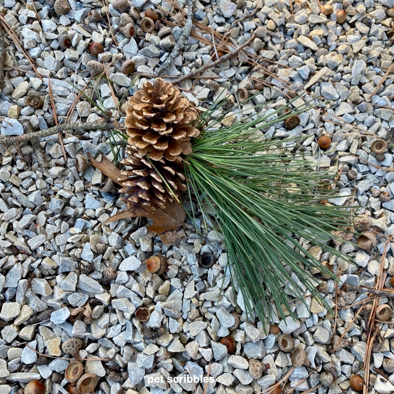 pinecones and acorns on the ground
