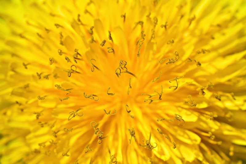 yellow dandelion flower petals close up