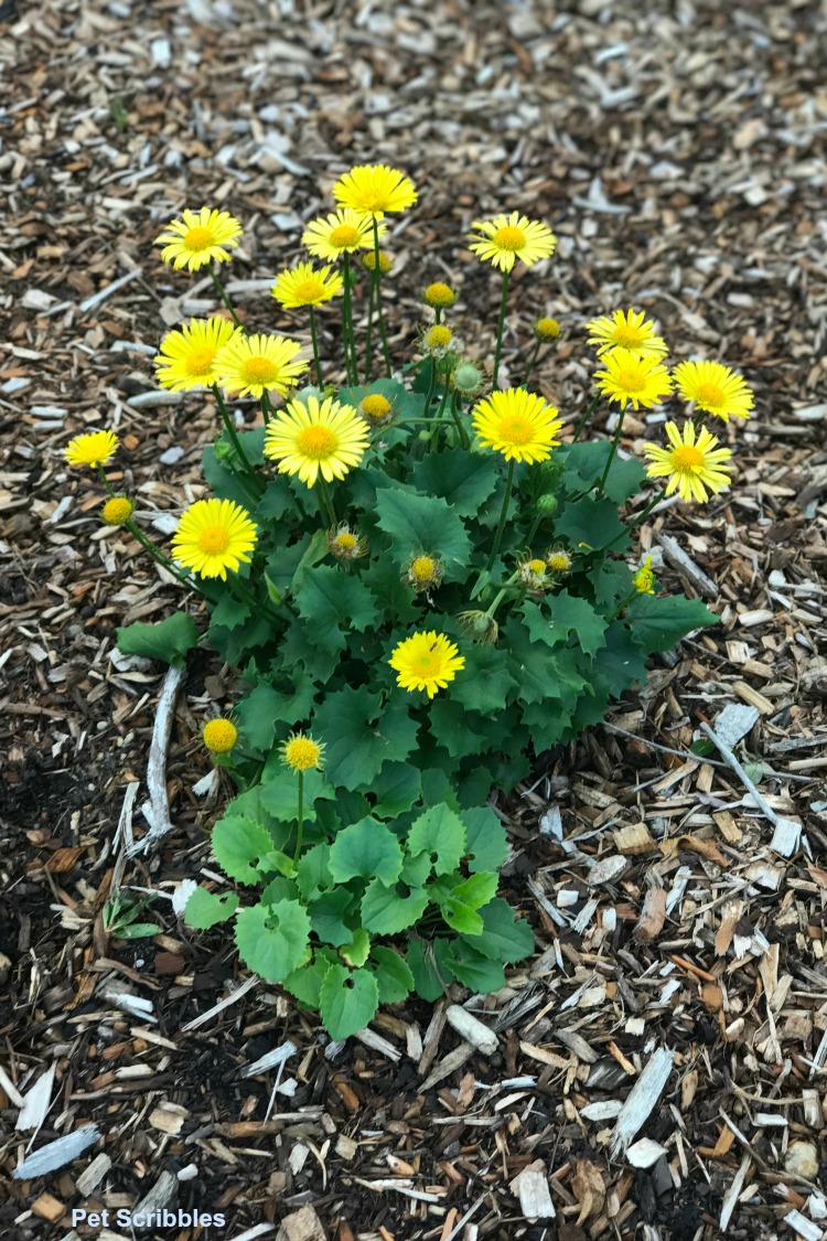 Dorinocum Leopard's Bane yellow daily-like flowers in bloom