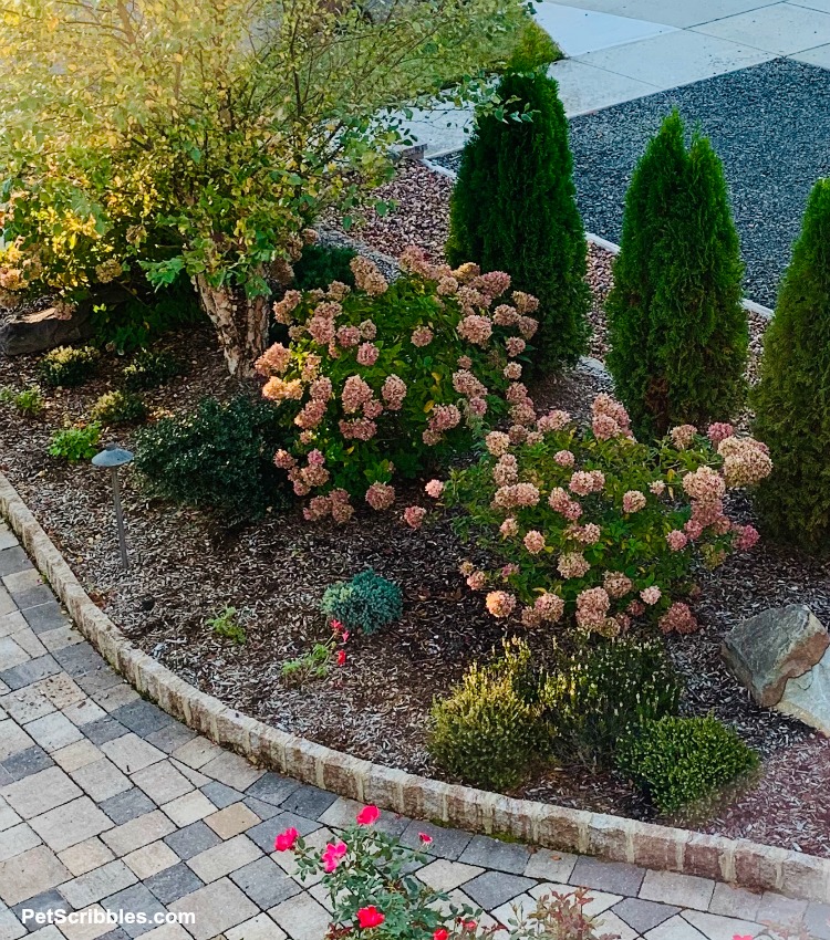 Fall garden color in my southern New Jersey garden