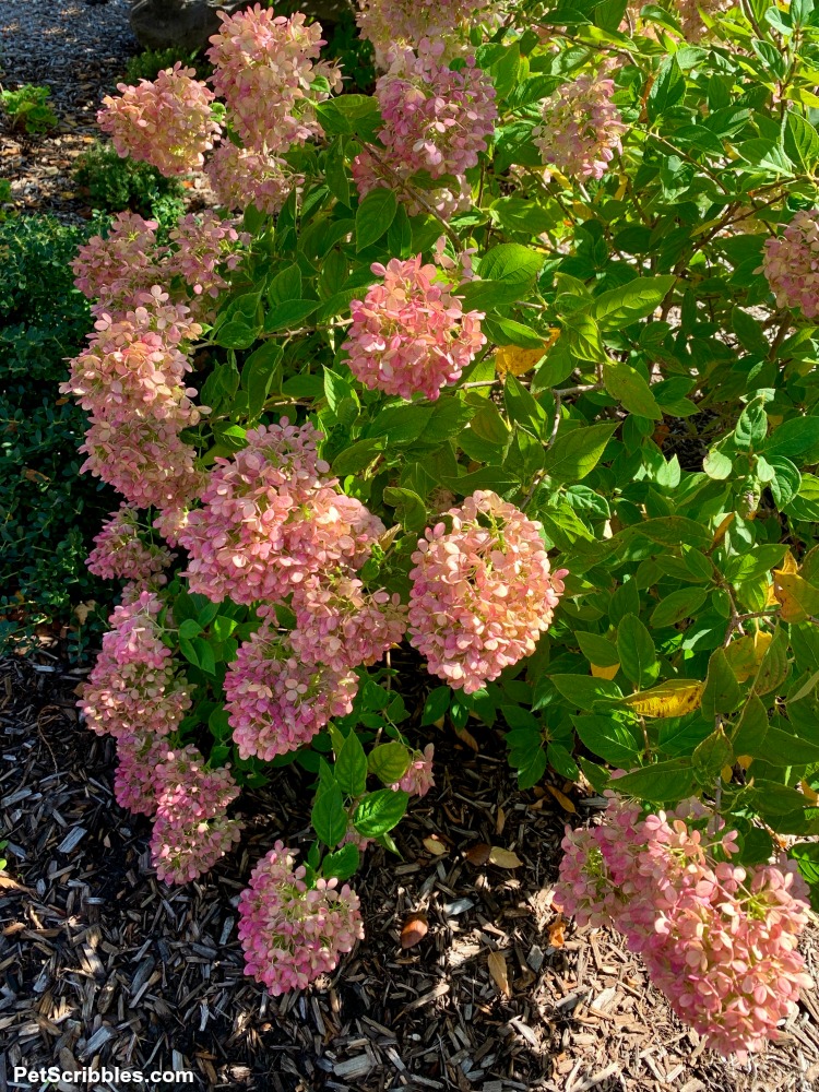 Fall medium pink color of Little Lime hydrangeas