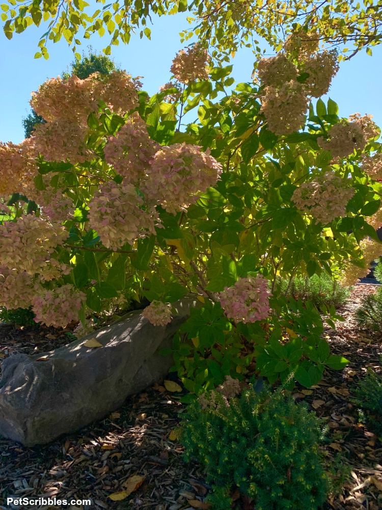 Fall hydrangeas against blue sky