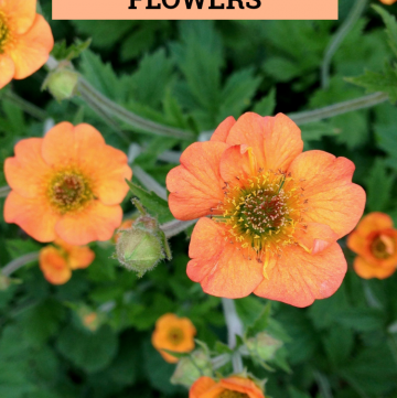 Geum Perennial Flowers for your Garden