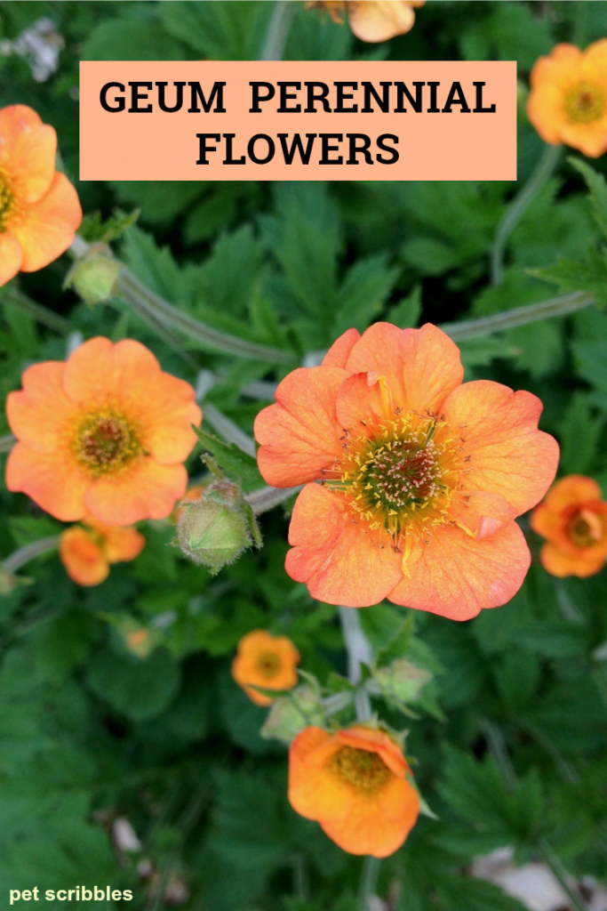 Geum Perennial Flowers for your Garden