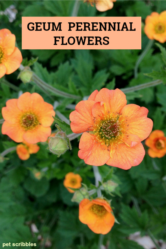 Image of Geum perennial