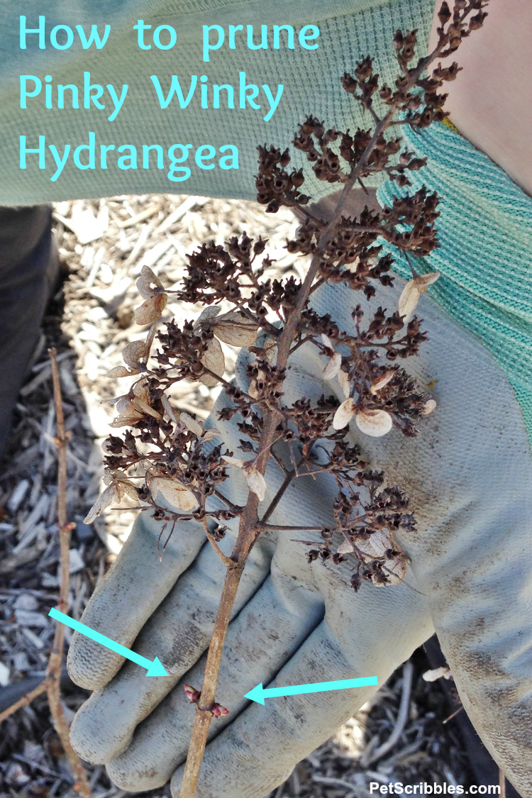 How to prune Pinky Winky Hydrangea