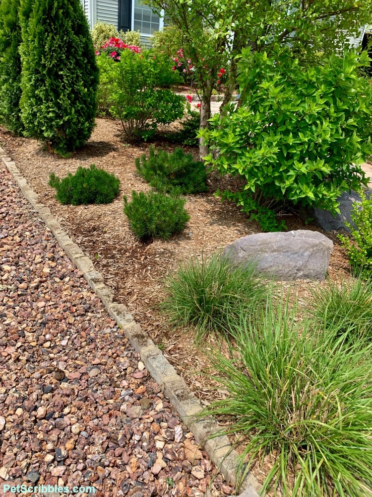 June garden with hydrangeas not yet blooming