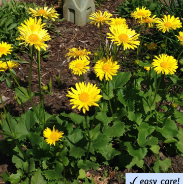 Leopards Bane early Spring blooming perennial with yellow flowers