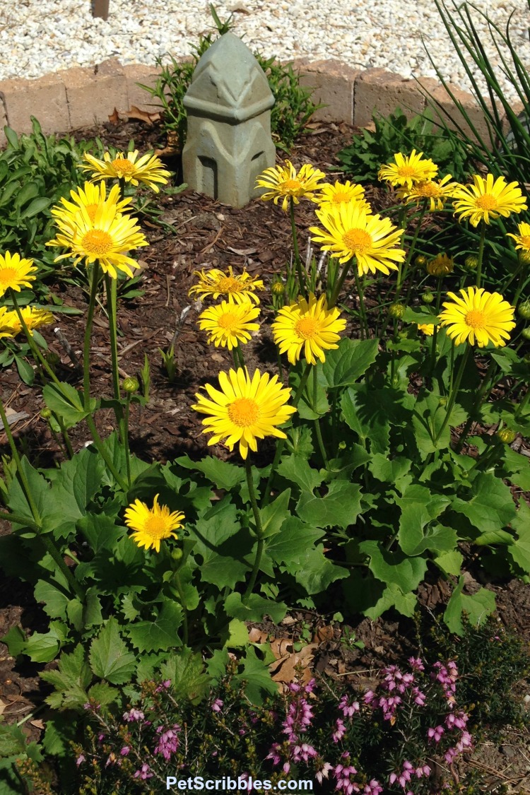 yellow daisy-like flowers of Leopard's Bane