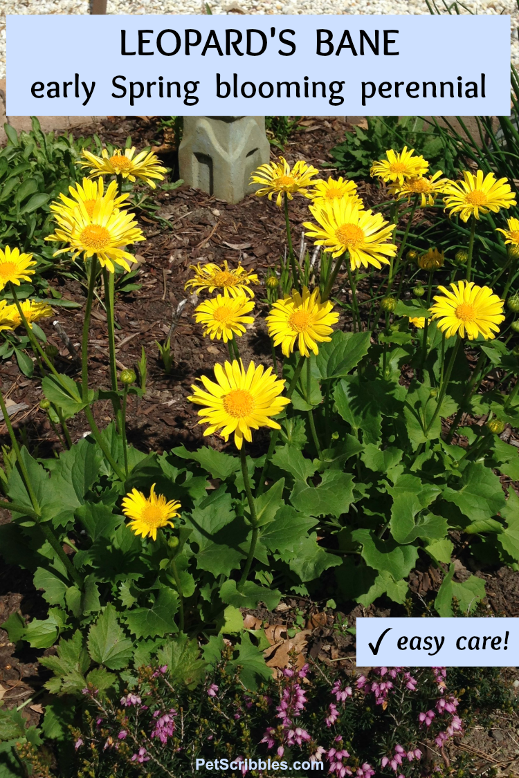 Leopards Bane early Spring blooming perennial with yellow flowers