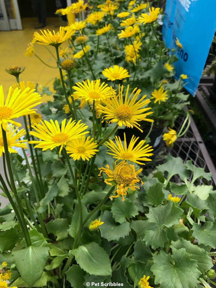 Leopard's Bane plants for sale