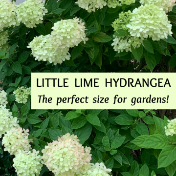 Little Lime Hydrangea Care