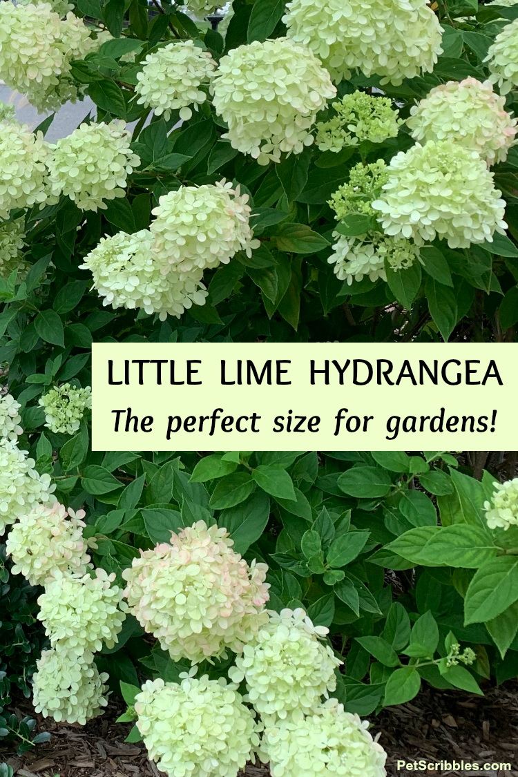 Image of Little Lime Hydrangea white mophead hydrangea