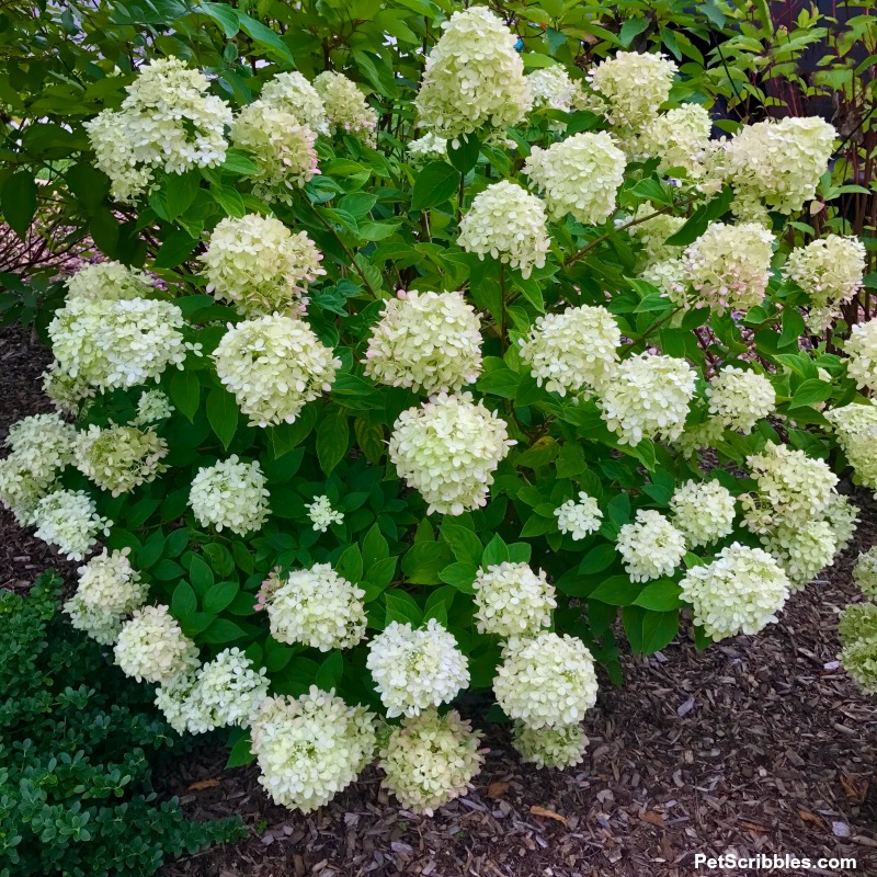 Little Lime Hydrangea in full bloom