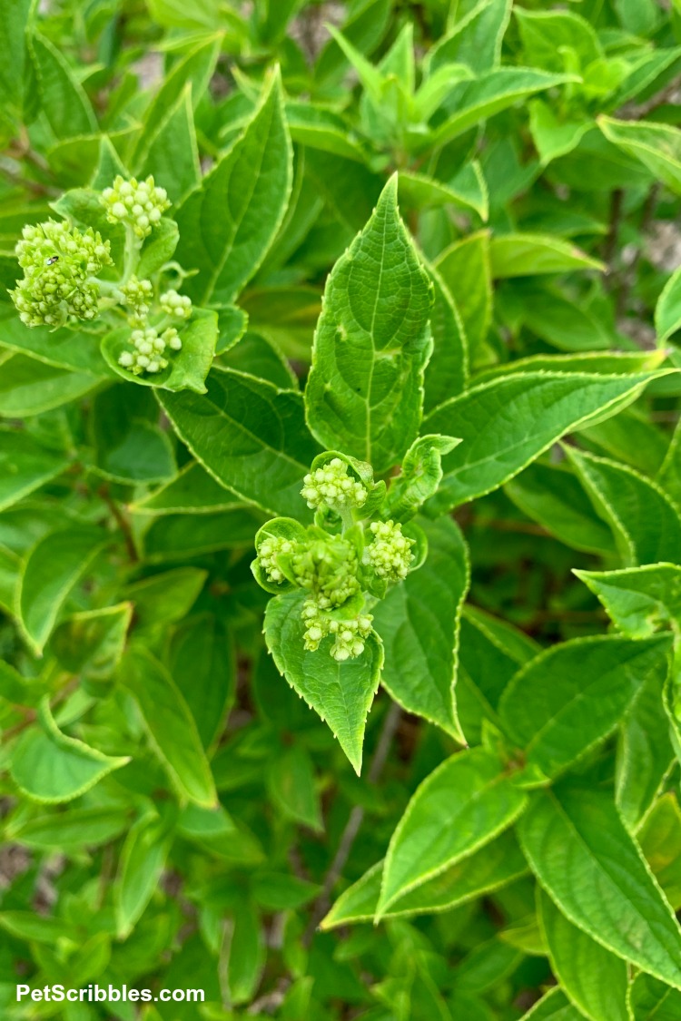 Little Lime Hydrangea leaves and flower buds