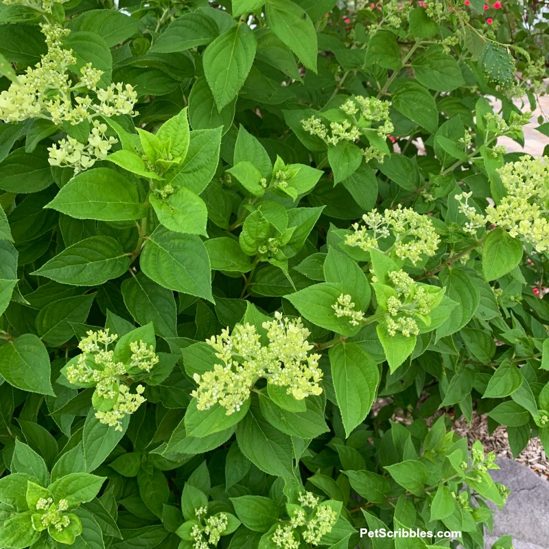 Little Lime Hydrangea shrub in Spring