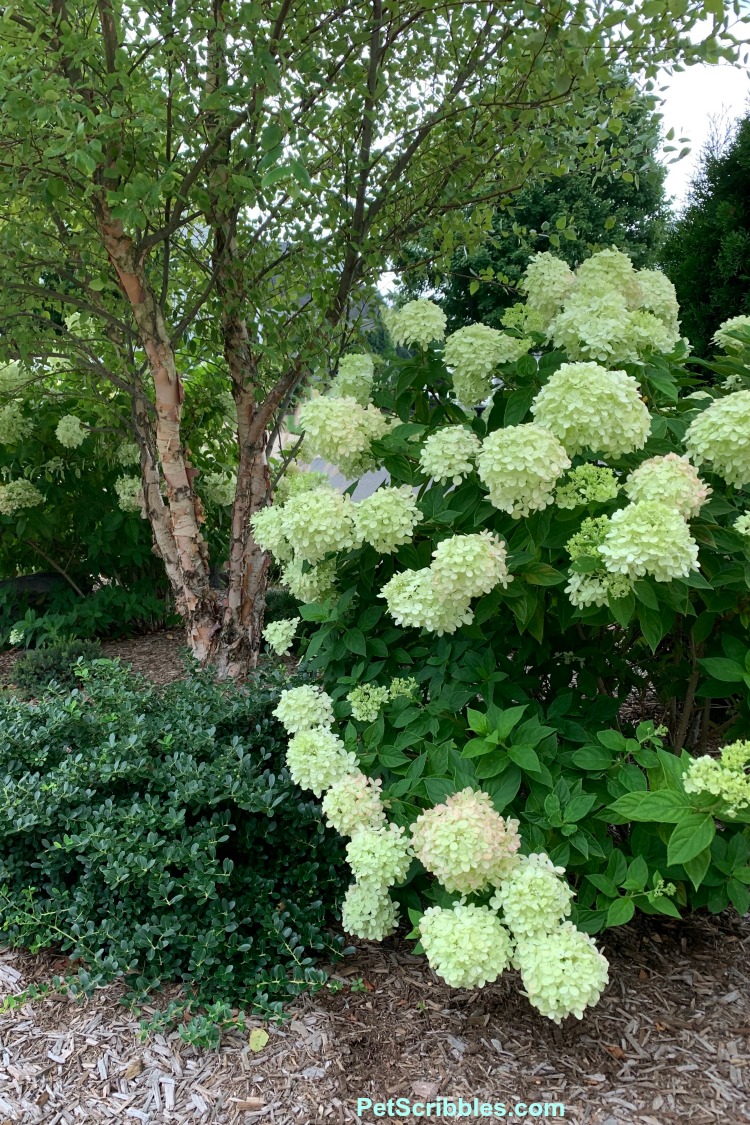 Little Lime hydrangea flowering shrub