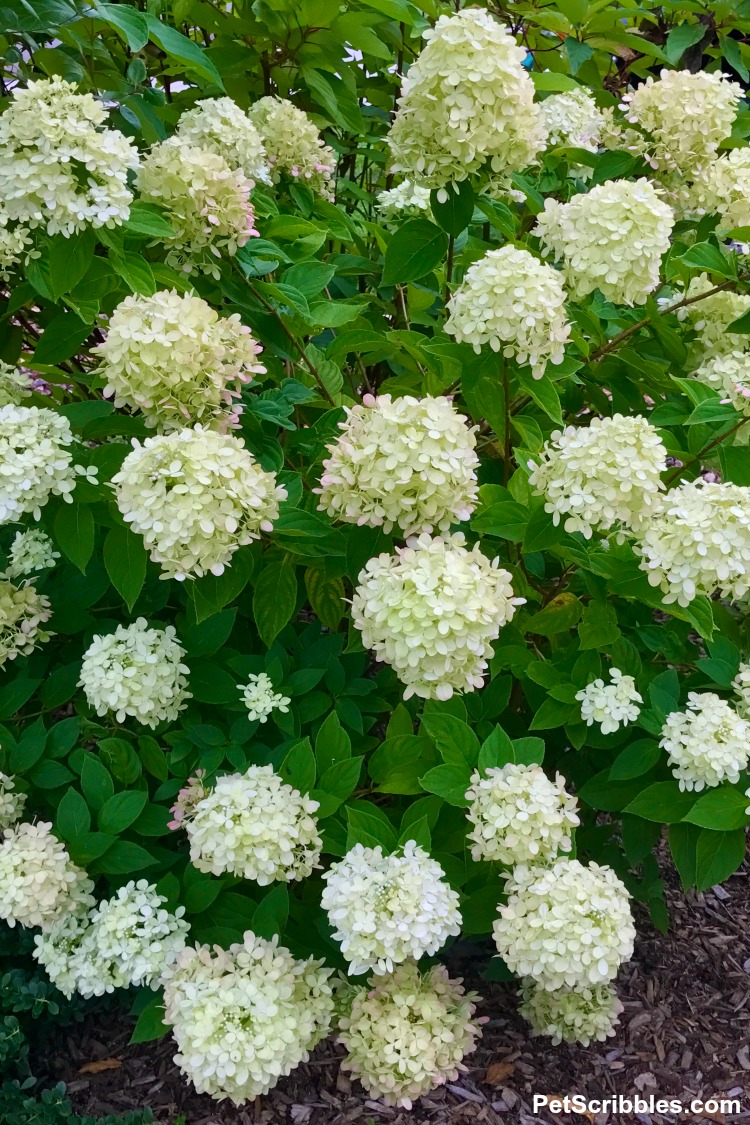 Little Lime hydrangea flowers