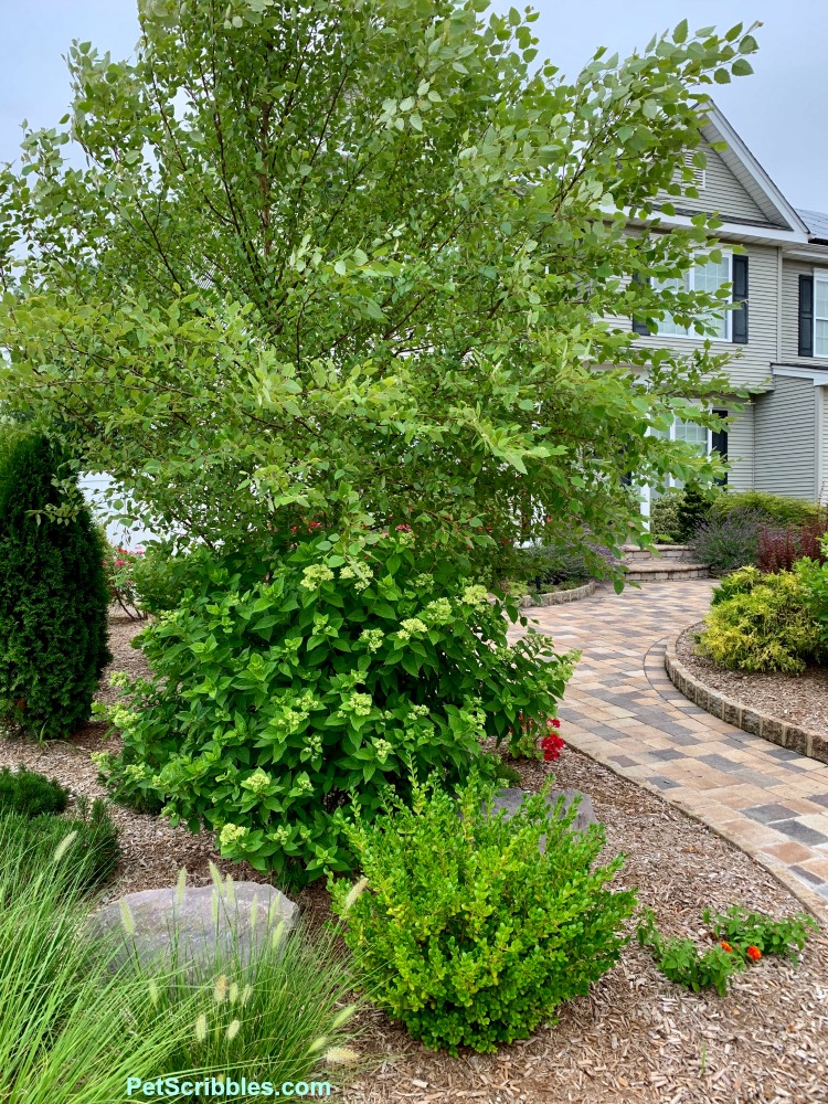 mid-July garden with hydrangea flower buds appearing