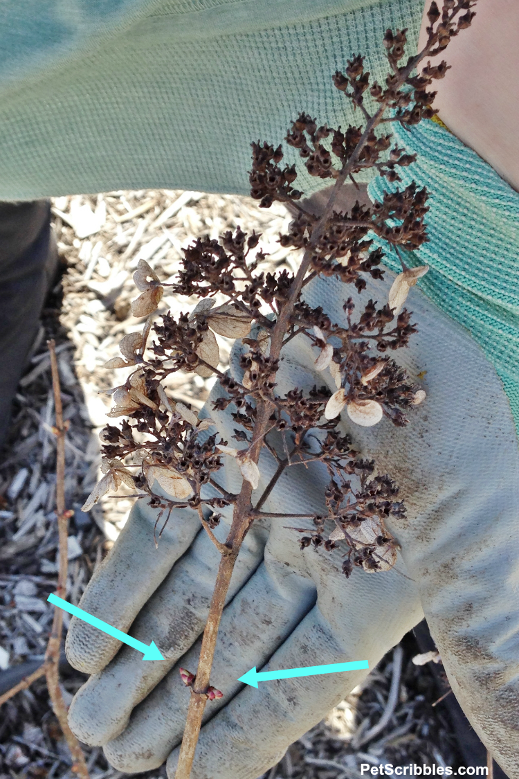 Pinky Winky hydrangea pruning