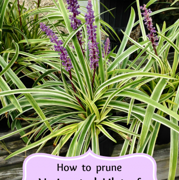 how to prune liriope muscari