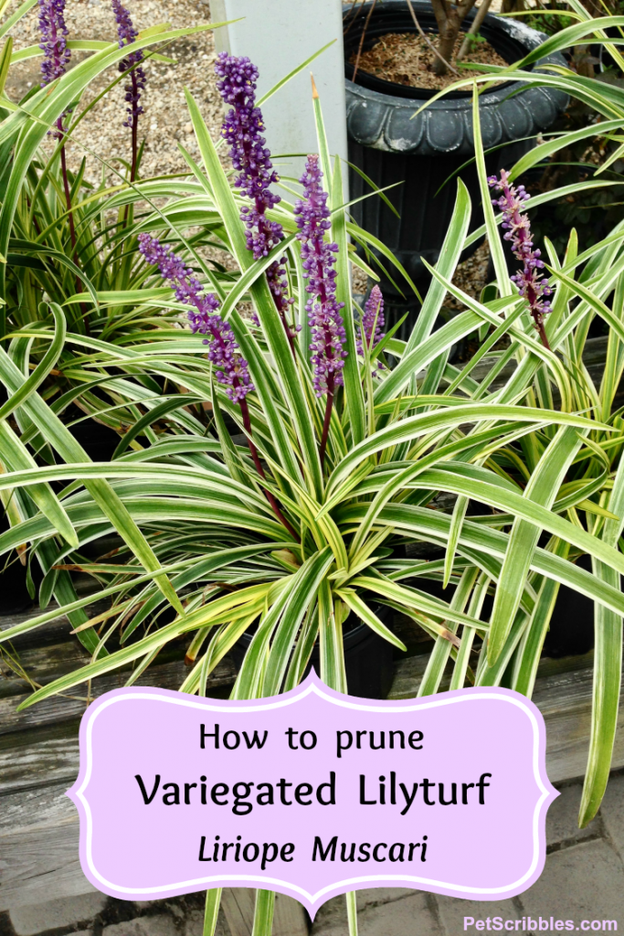 how to prune liriope muscari