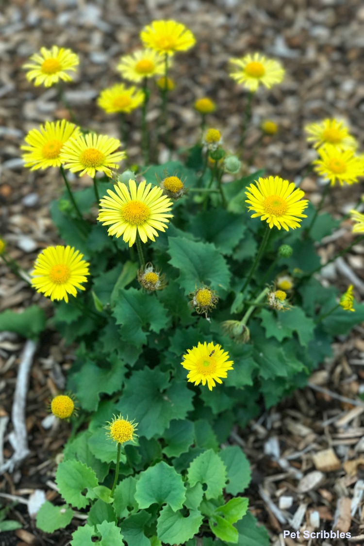 an early pollinator enjoying Leopard's Bane yellow flowers