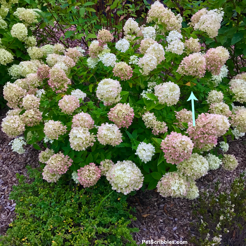 arrow pointing to a yellow leaf on hydrangea shrub