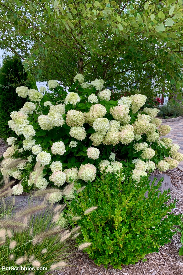 Winter gem boxwood and Little Lime hydrangea