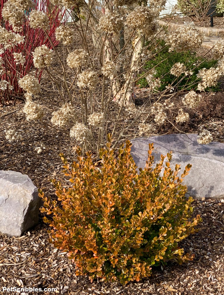 Winter color of boxwood and hydrangea