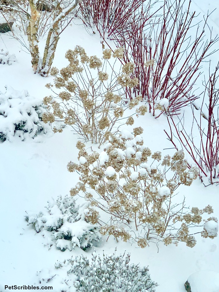 Winter interest garden with snow