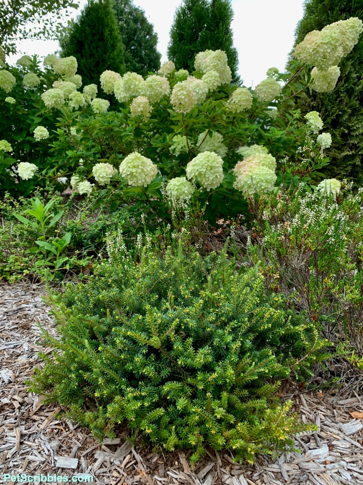 an evergreen heath in front of Little Lime hydrangea