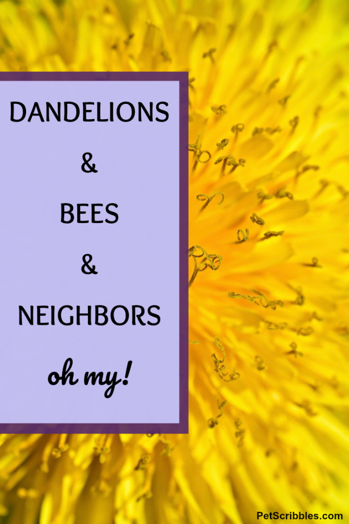 dandelions and bees and neighbors, oh my!