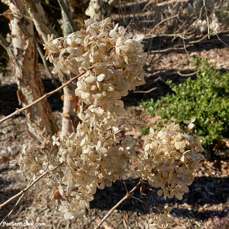 dried Little Lime hydrangea flowers are cream and tan