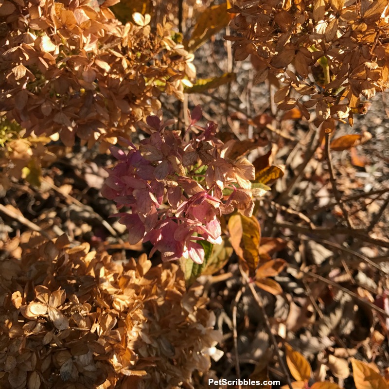 dried hydrangea flowers on shrub