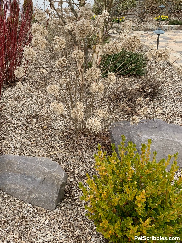 early Spring color of boxwood and hydrangea