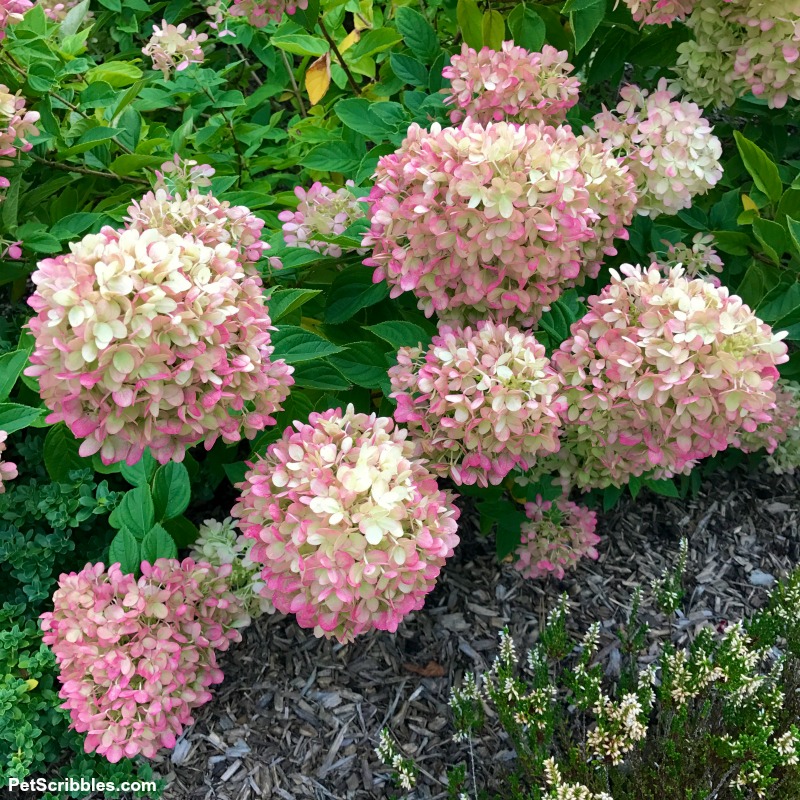 flower heads of Little Lime hydrangea turning pink