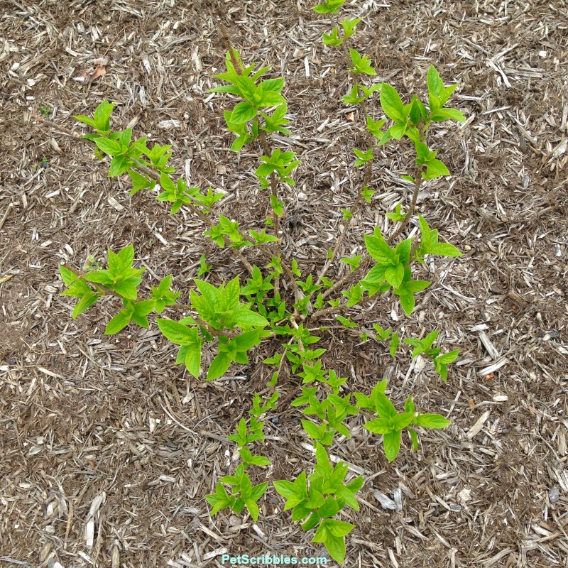 young leaves on a Little Lime Hydrangea in May