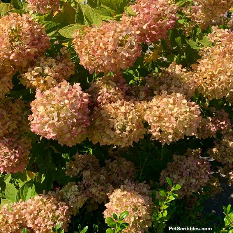 hydrangea flower heads drying on shrub in Fall