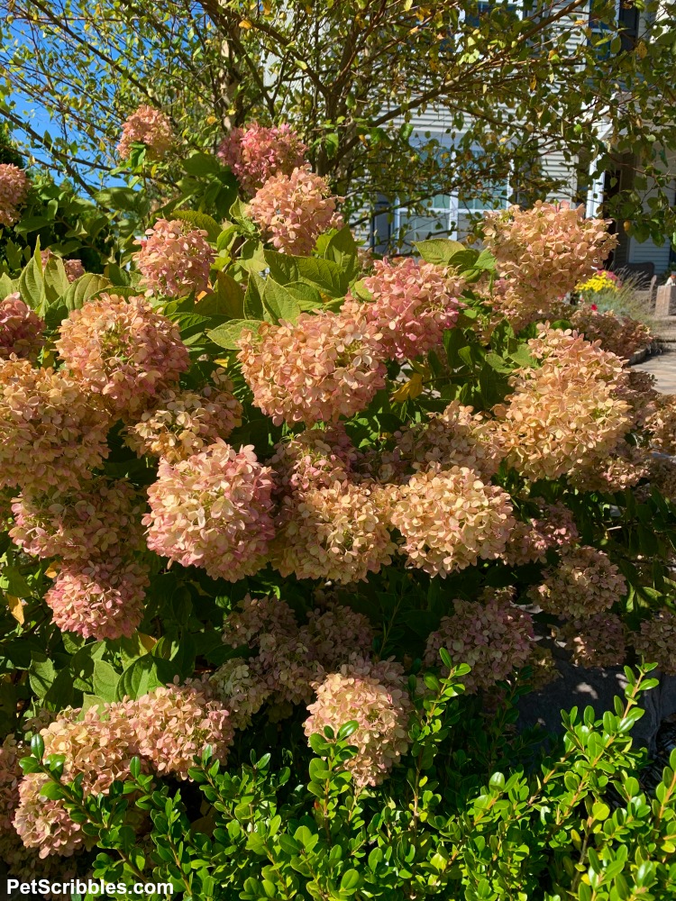 fading color of hydrangea panicles in the Fall