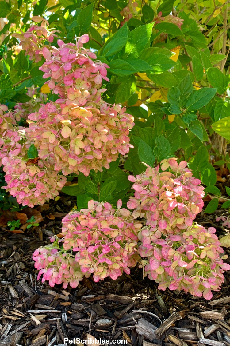 mid-Fall pink color of Little Lime hydrangeas