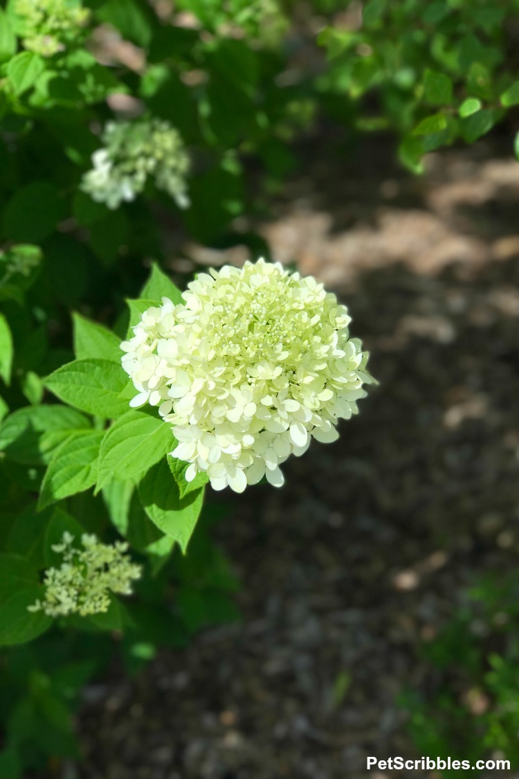 pale lime green flower head of Little Lime Hydrangea