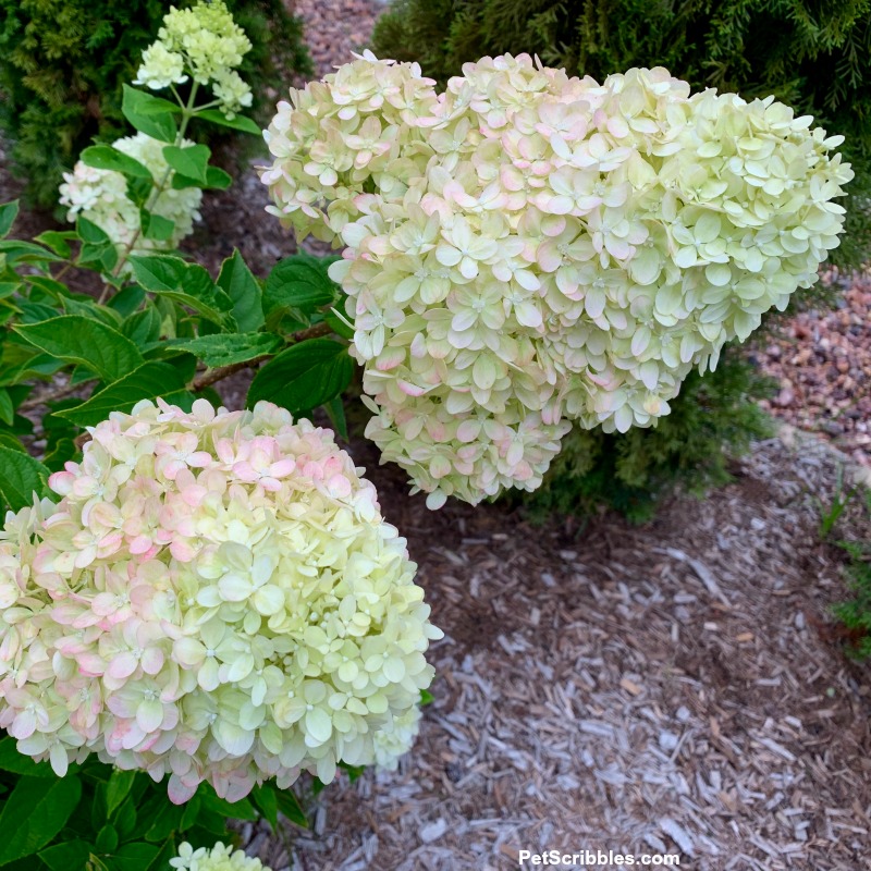 panicle flower heads of Little Lime hydrangea, one more cone-shaped , the other more rounded