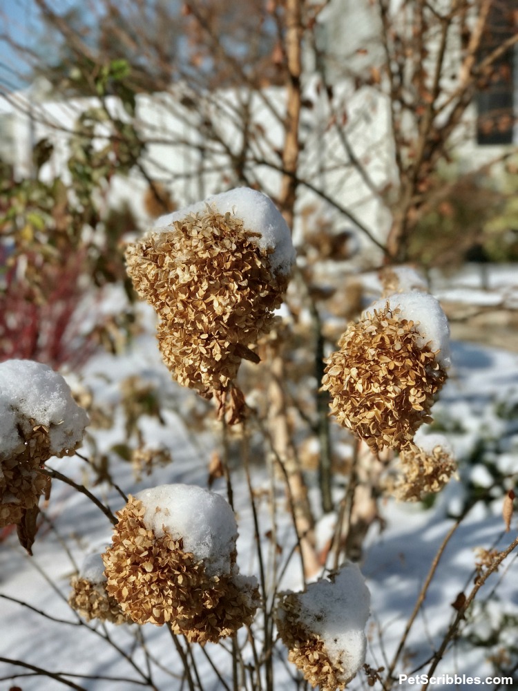 snow on top of Little Lime hydrangea dried flowers