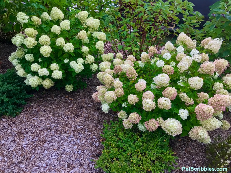 tow Little Lime hydrangeas with one turning pink