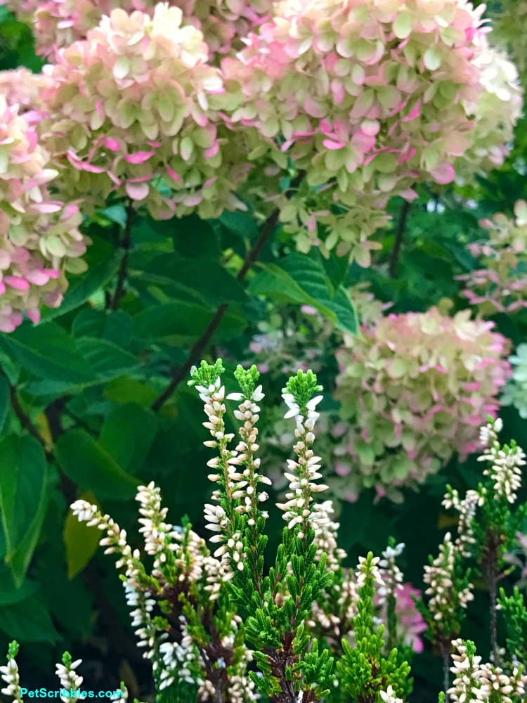 white heather in front of flowering hydrangea