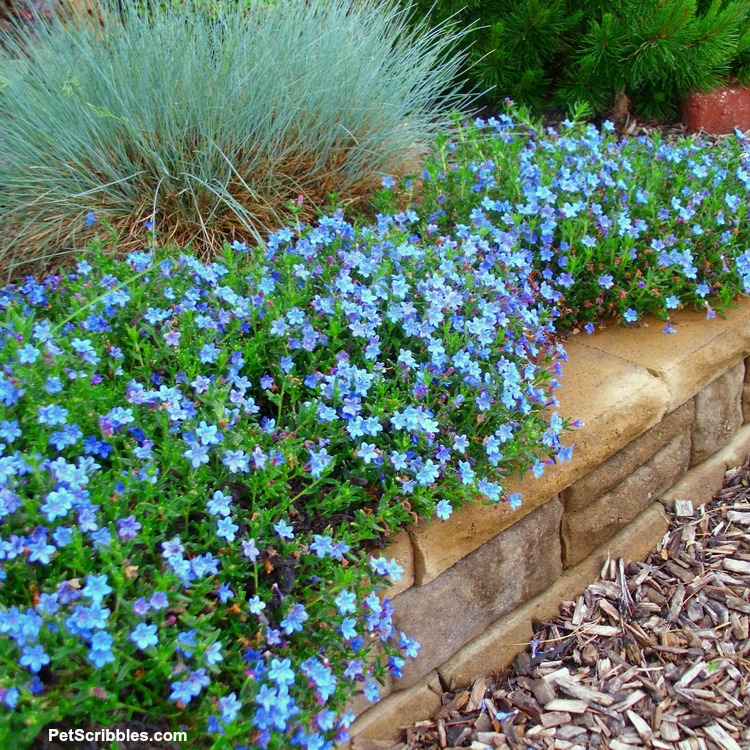 Elijah Blue Fescue grass and blue Lithodora flowers